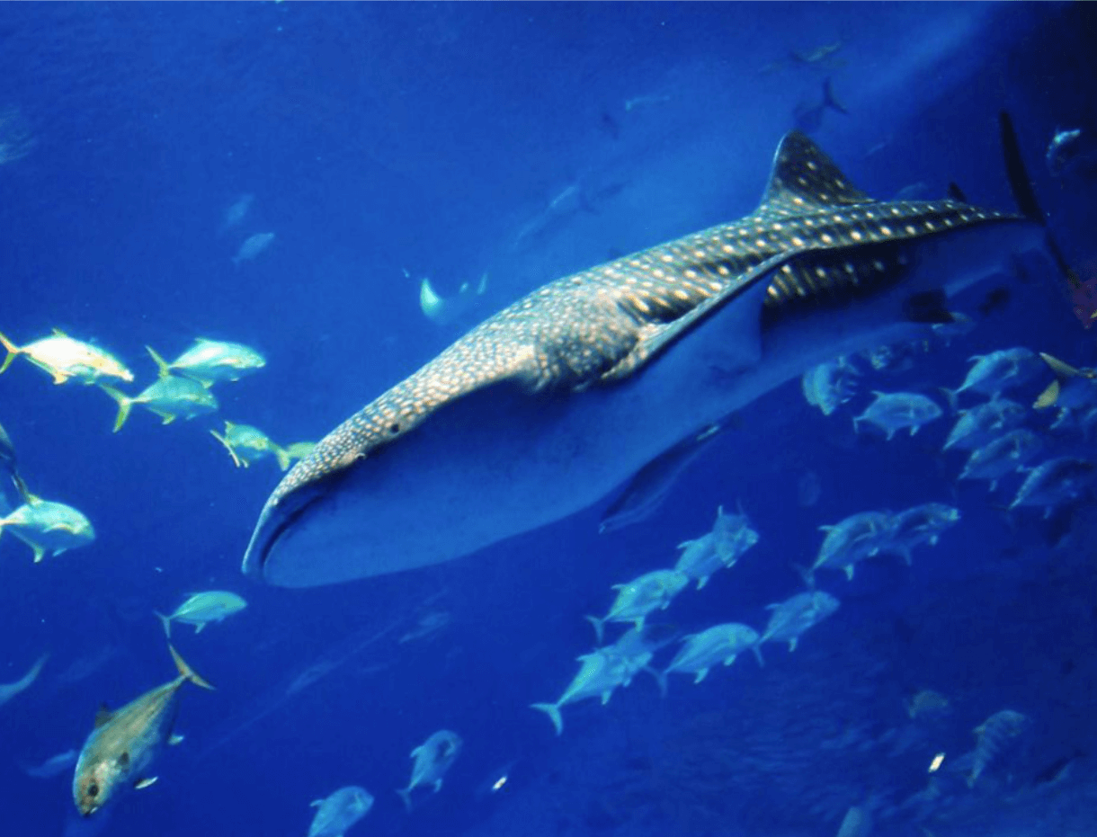 美ら海水族館